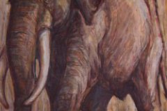 Elefant1