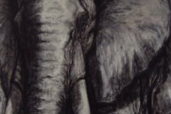Elefant2