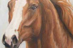 1_Pferd