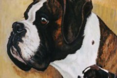 Boxer