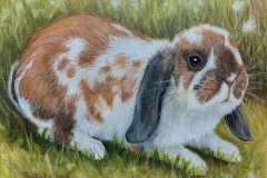 Hase