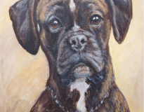 PortraitBoxer