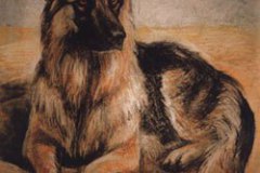 Schaeferhund