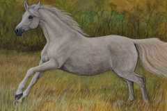 Schimmel