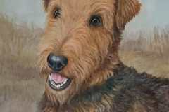airedale-terrier-2